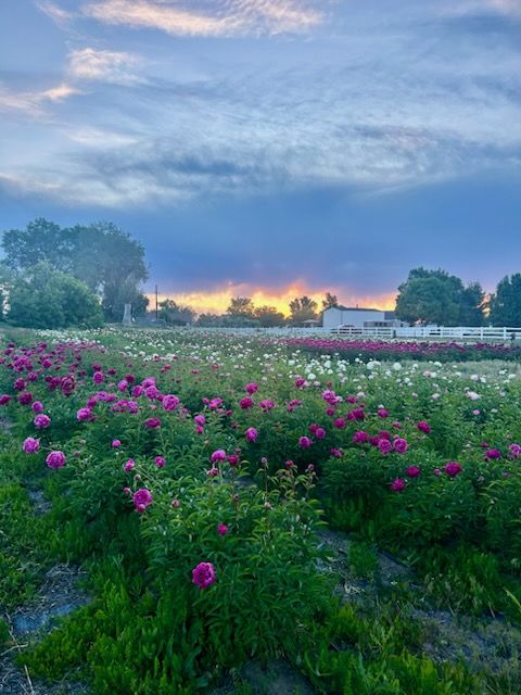Rows of pink and white peonies in bloom at sunset, the farmhouse fence line in the distance